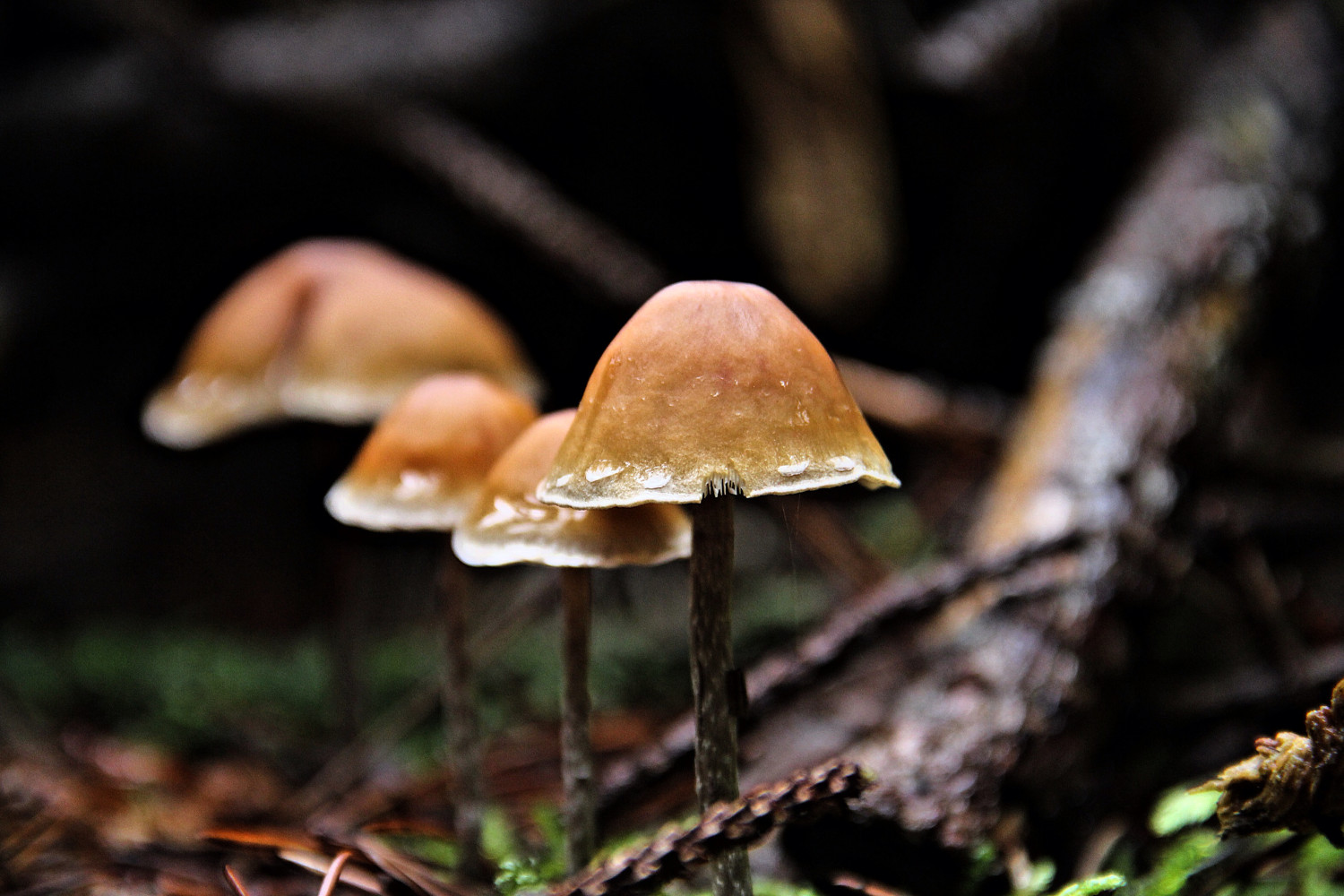 Seth Godin thinks of you as a mushroom farmer